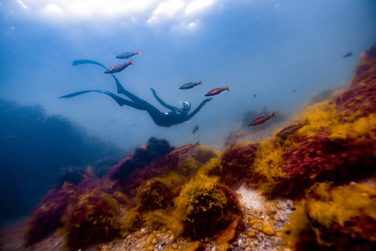 Freediver open water course